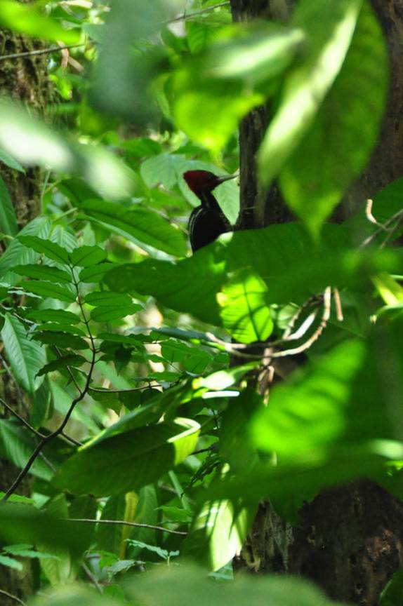 No meio da mata, o barulho inconfundível de um pica-pau, no Parque Nacional Corcovado, na Península de Osa, no sul da Costa Rica